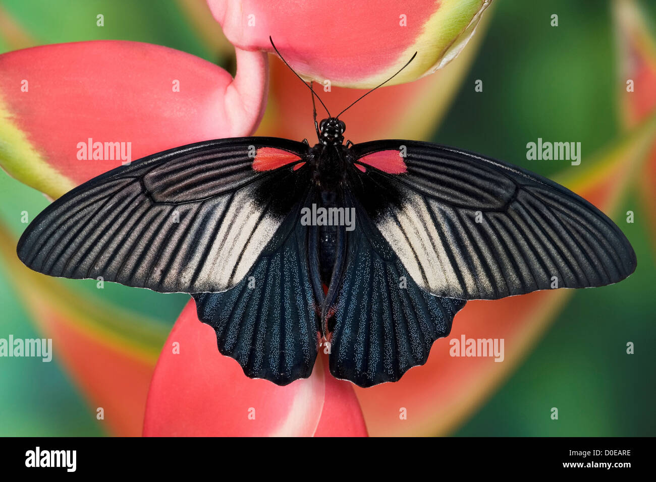 Papillon femelle grand Mormon Banque D'Images