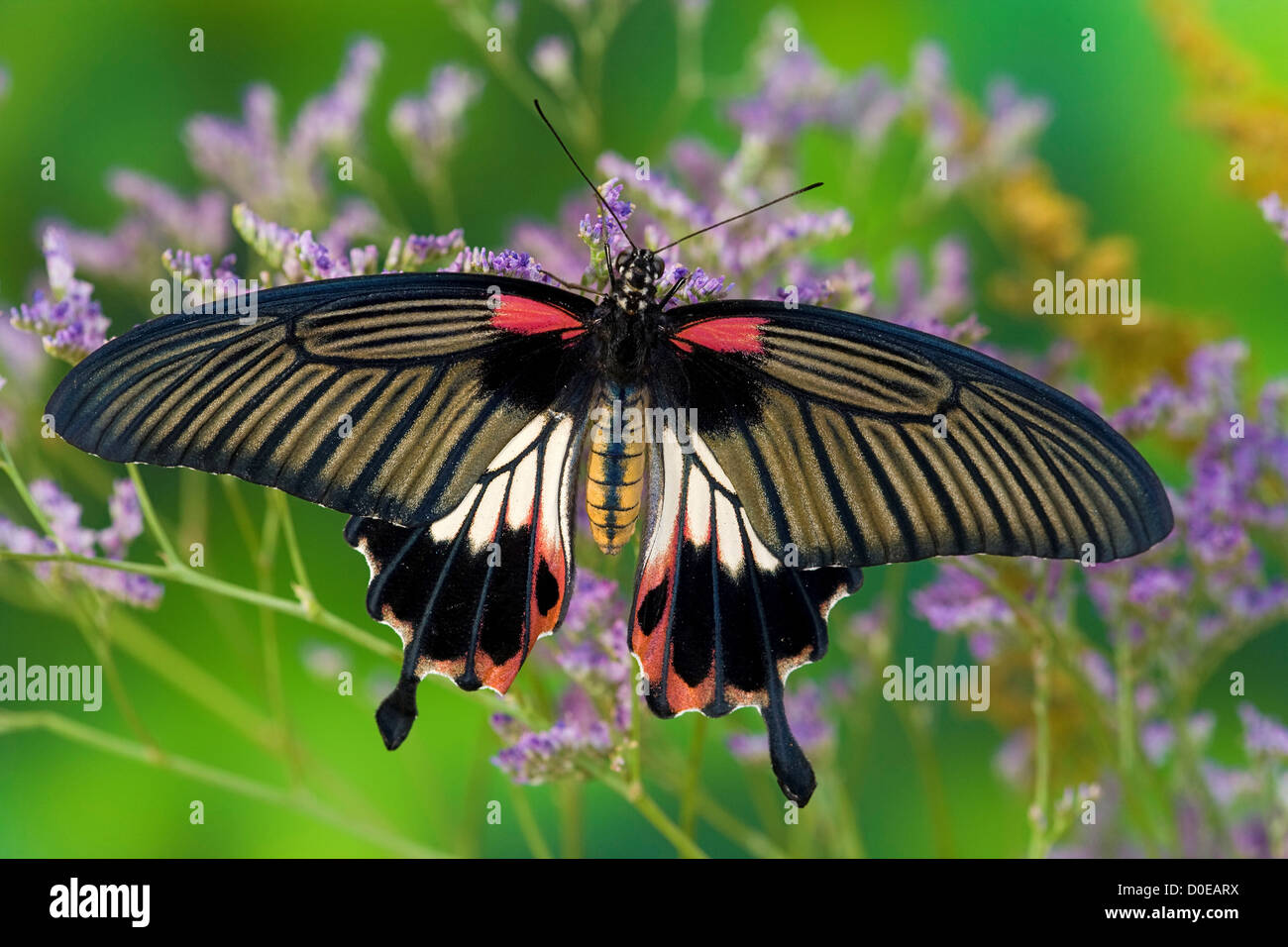 Papillon femelle grand Mormon Banque D'Images