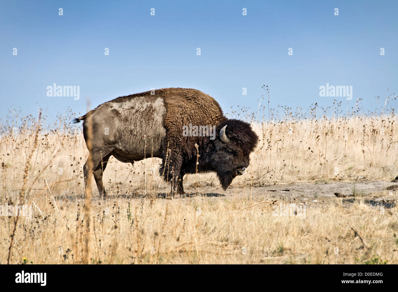 Buffalo à Antelope Island State Park, Utah, USA Banque D'Images