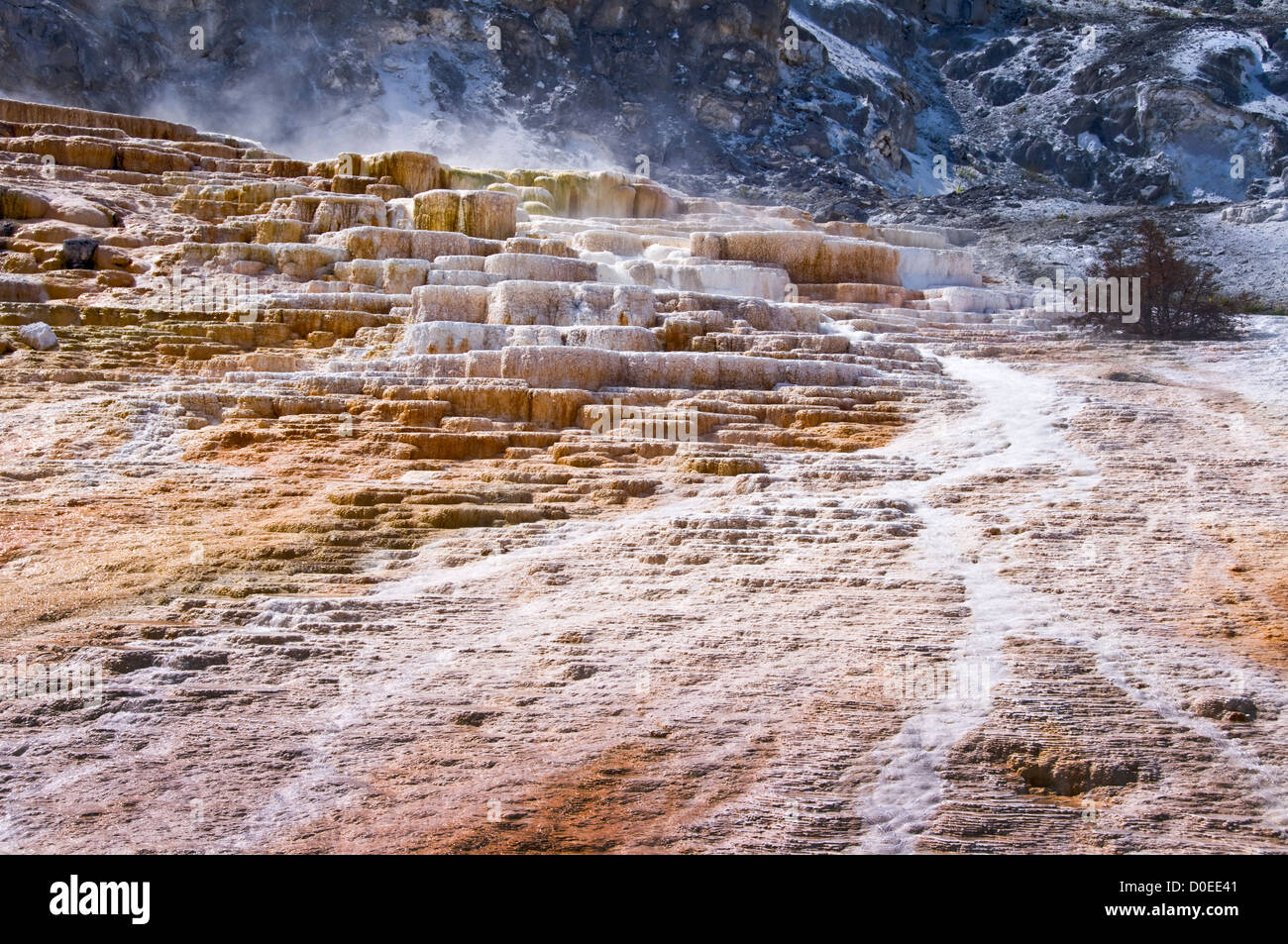 Terrasses de mammouth - Parc national de Yellowstone, Wyoming, USA Banque D'Images