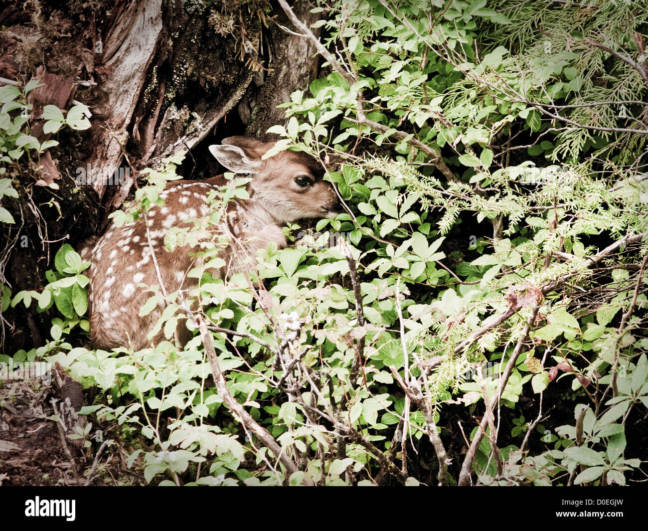 Le long de nombreux ours bruns de l'Île Chichagof dispose également de la santé de la population du cerf à queue noire de Sitka. Ils ne gèlent parfois tenter Banque D'Images