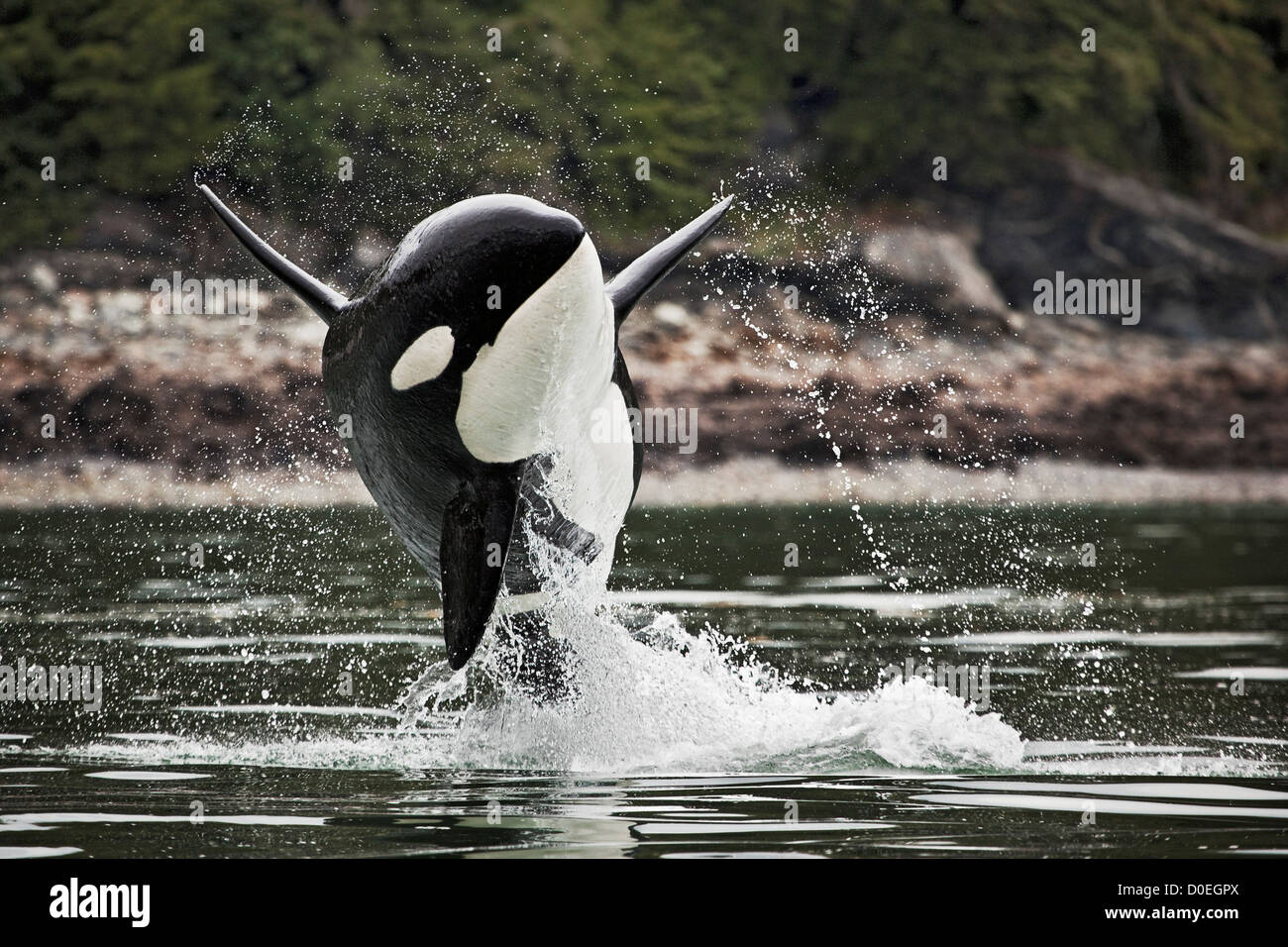 Un homme orca peuvent être identifiés facilement sa grande nageoire dorsale droite. Les femelles ont des nageoires dorsales significativement plus petits peu courbe. Banque D'Images