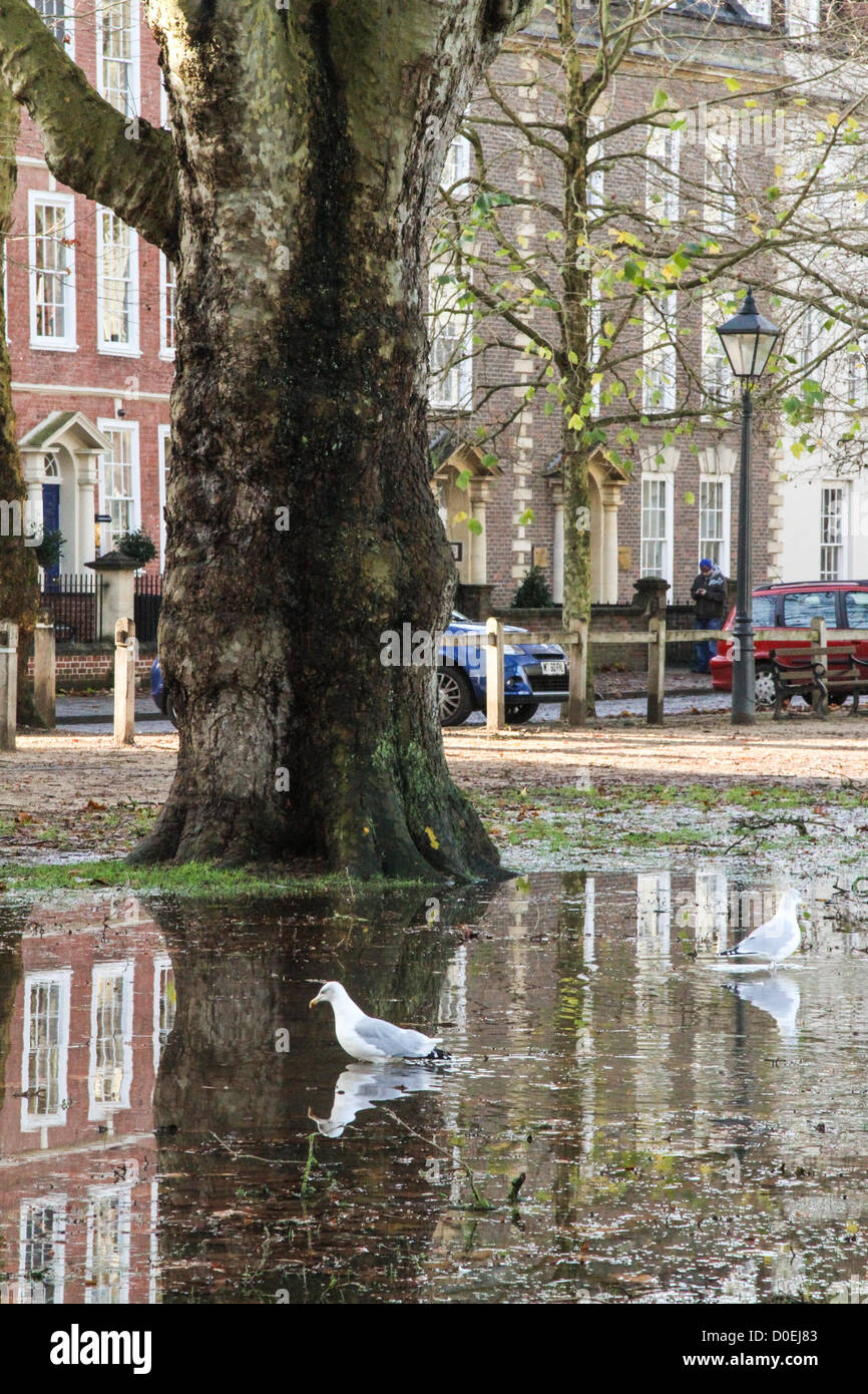Bristol, Royaume-Uni. 23 novembre 2012. Jours de fortes pluies ont laissé de grandes parties de la SW UK inondées. Après le soleil est revenu, Queen's Square, Bristol a été connecté de l'eau à gauche. Crédit : Rob Hawkins / Alamy Live News Banque D'Images