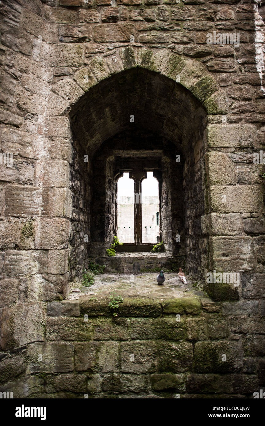 CAERNARFON, Pays de Galles - deux pigeons s'asseoir sur un rebord de fenêtre au château de Caernarfon au nord-ouest du pays de Galles. Un château s'élevait à l'origine sur le site remontant à la fin du xie siècle, mais à la fin du 13e siècle, le Roi Edward J'ai commandé une nouvelle structure qui se tient à ce jour. Il possède des tours et est l'un des mieux conservés de la série de châteaux-QUE J'ai commandé. Banque D'Images