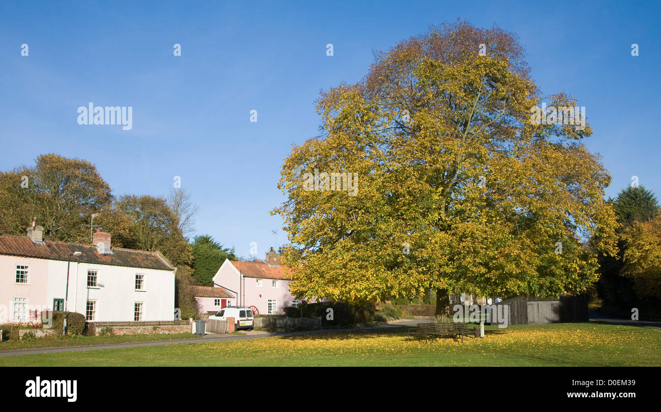 Grand chêne en automne leaf sur village green Southwold, Suffolk, Angleterre Banque D'Images