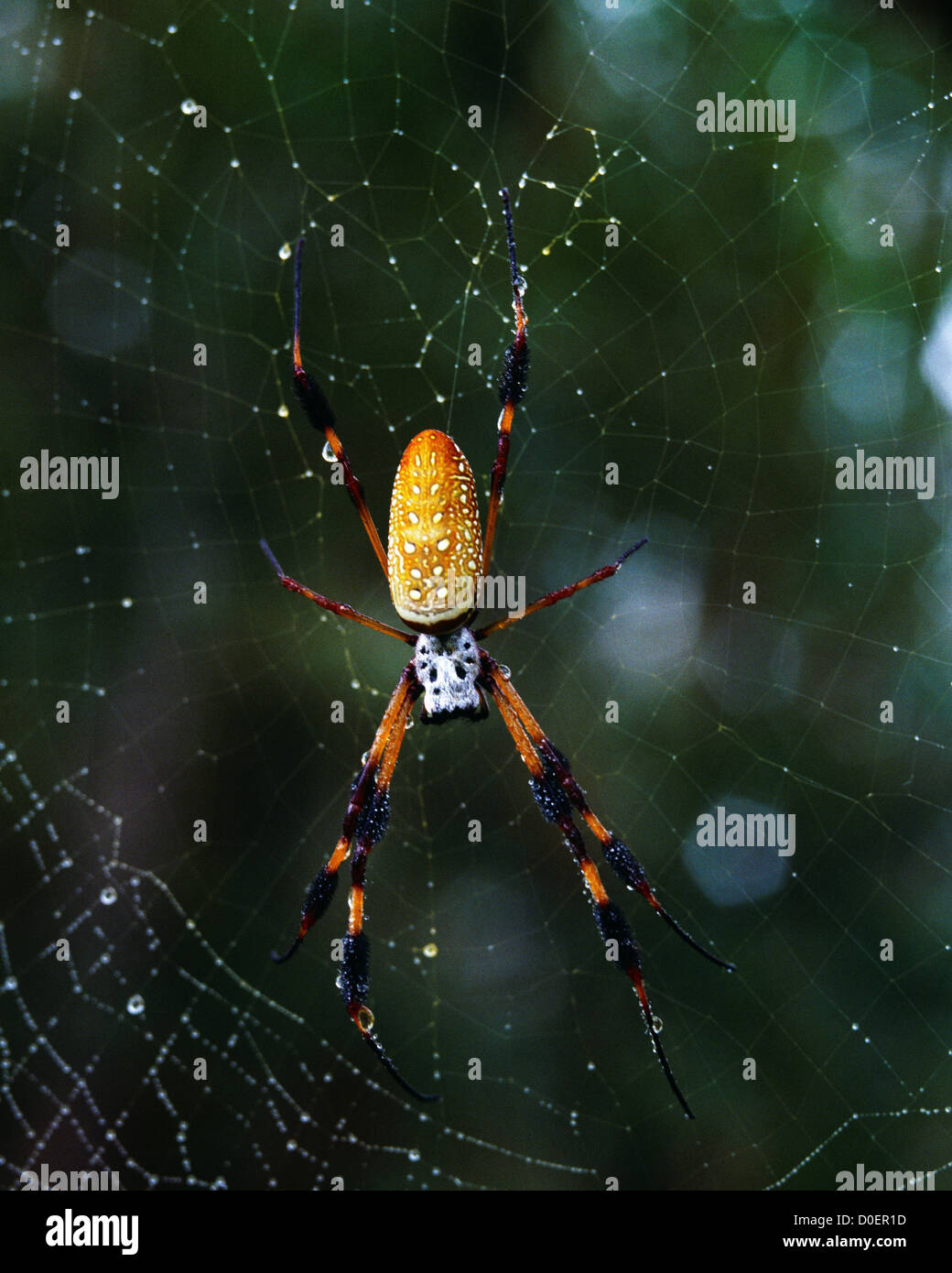 Orb Spider tissage d'or Banque D'Images