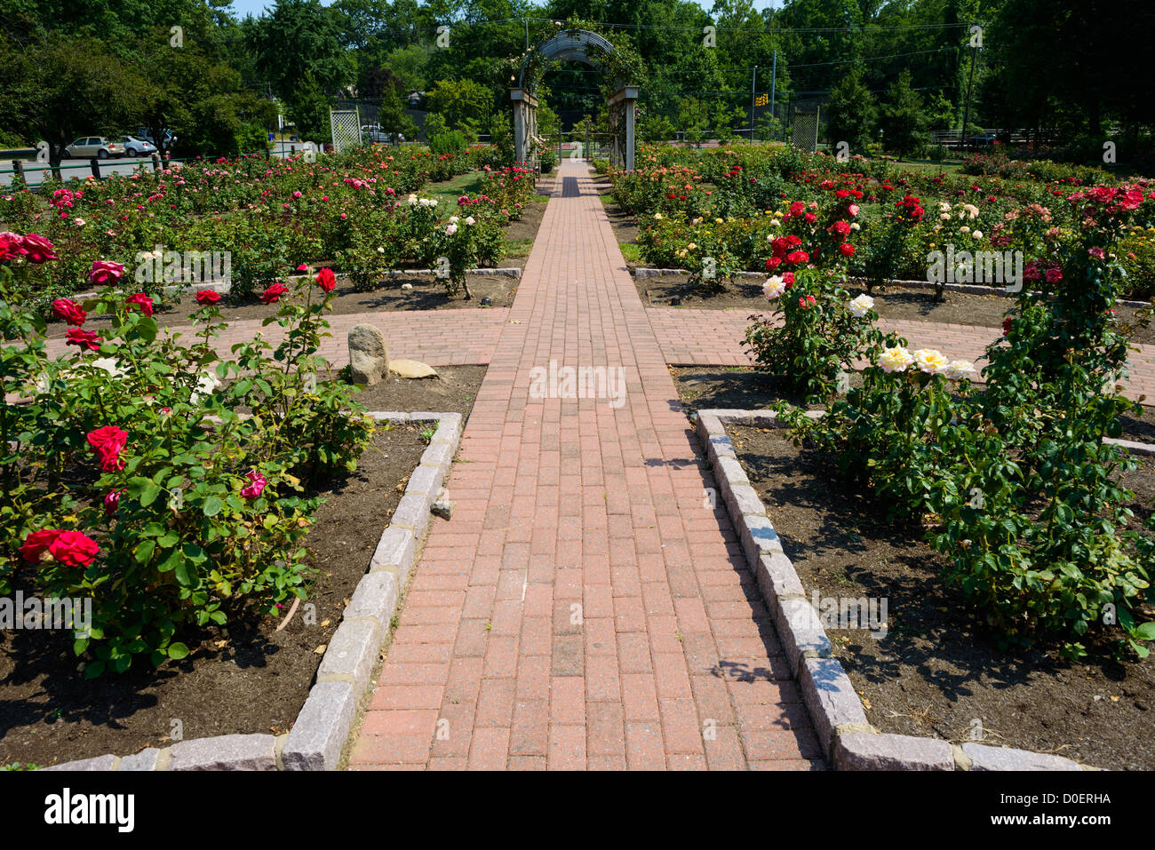 ARLINGTON, Virginie, États-Unis — la roseraie de bon Air présente une collection variée de roses dans un parc public paysager. Le jardin présente des allées pavées qui permettent aux visiteurs de voir les différents spécimens de roses et les expositions. Situé dans le comté d'Arlington, ce jardin public sert à la fois de vitrine horticole et d'espace de rassemblement communautaire. Banque D'Images