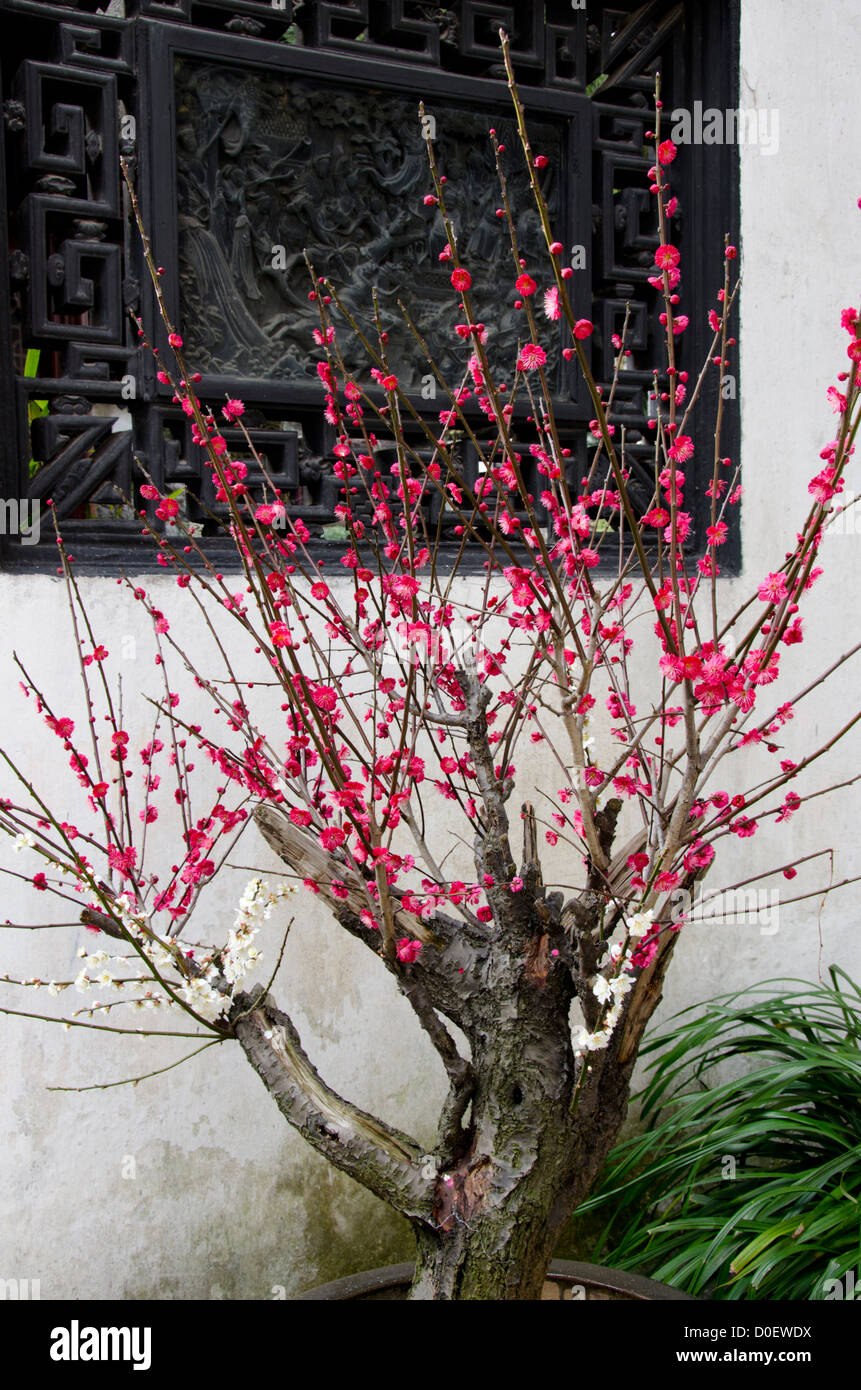La Chine Shanghai 16ème Siècle De La Dynastie Ming Yu Yuan