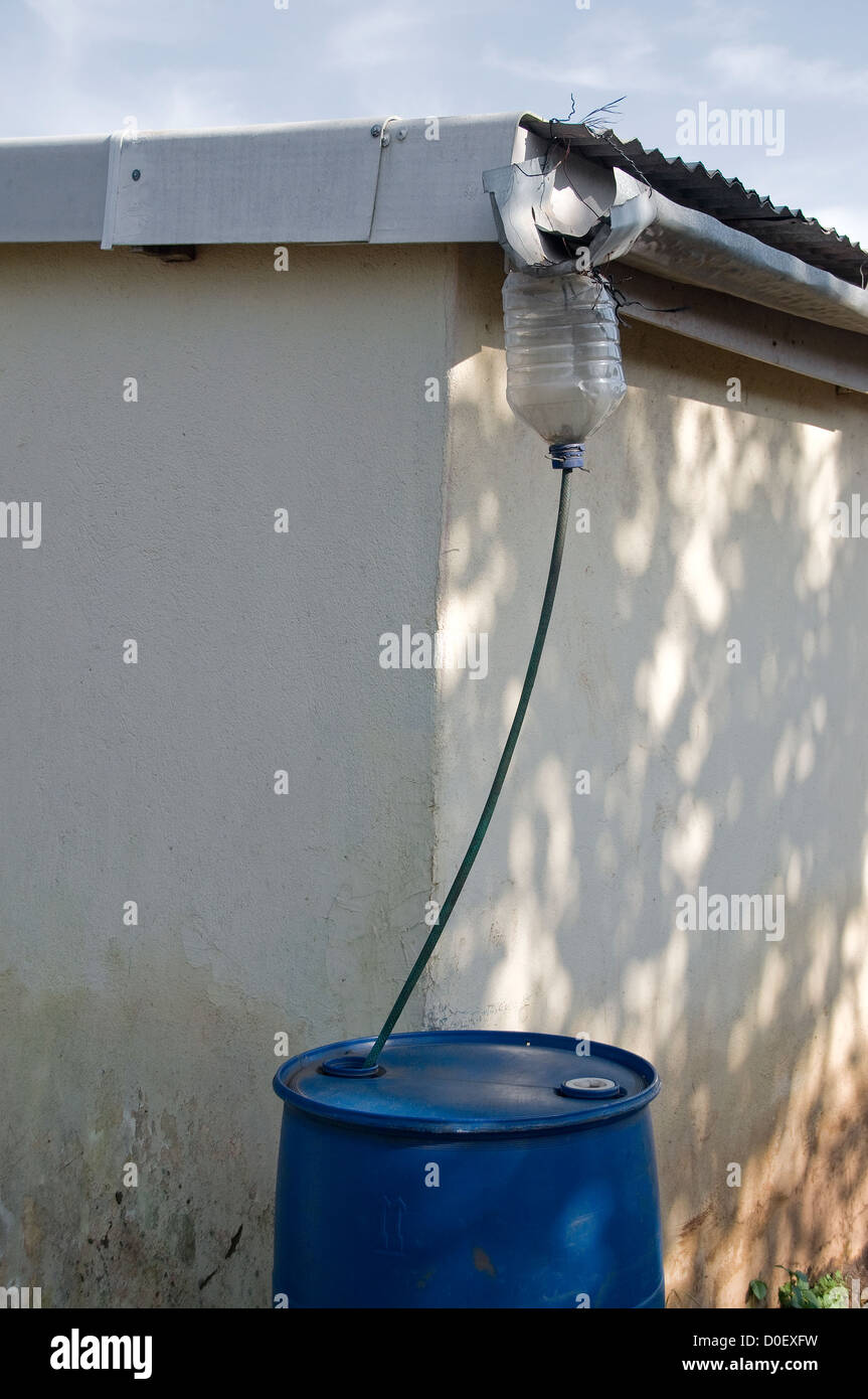 Les visiteurs à la typique Zulu homestead à KwaZulu Natal, Afrique du Sud devraient profiter de l'unique moyen de collecte de l'eau. Banque D'Images