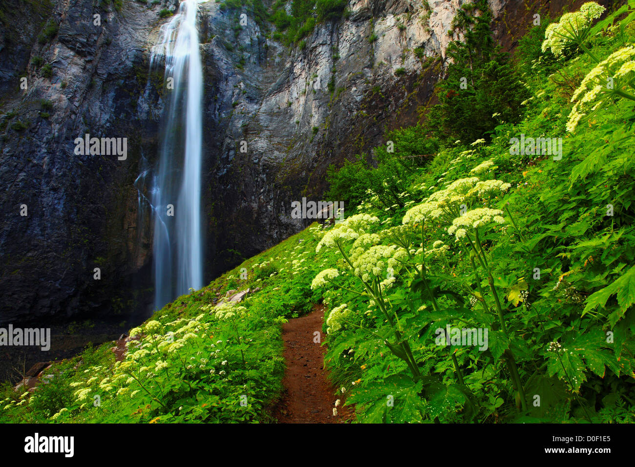 La berce laineuse (Heracleum maximum) le long d'un sentier par Comet Falls, parc national de Mount Rainier. Banque D'Images