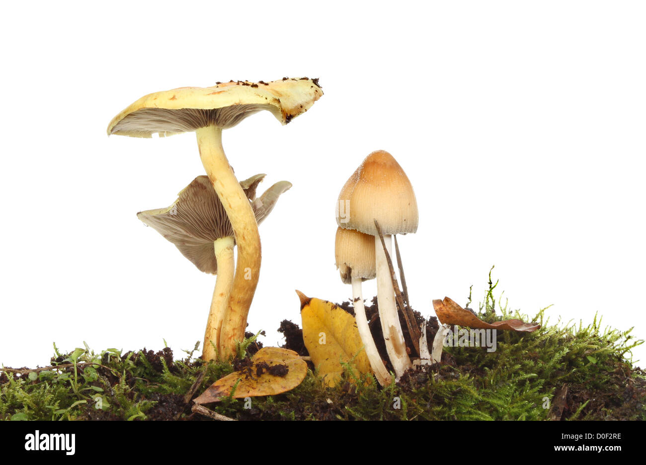 Toadstool champignons poussant parmi les mousses et les feuilles mortes d'automne Banque D'Images