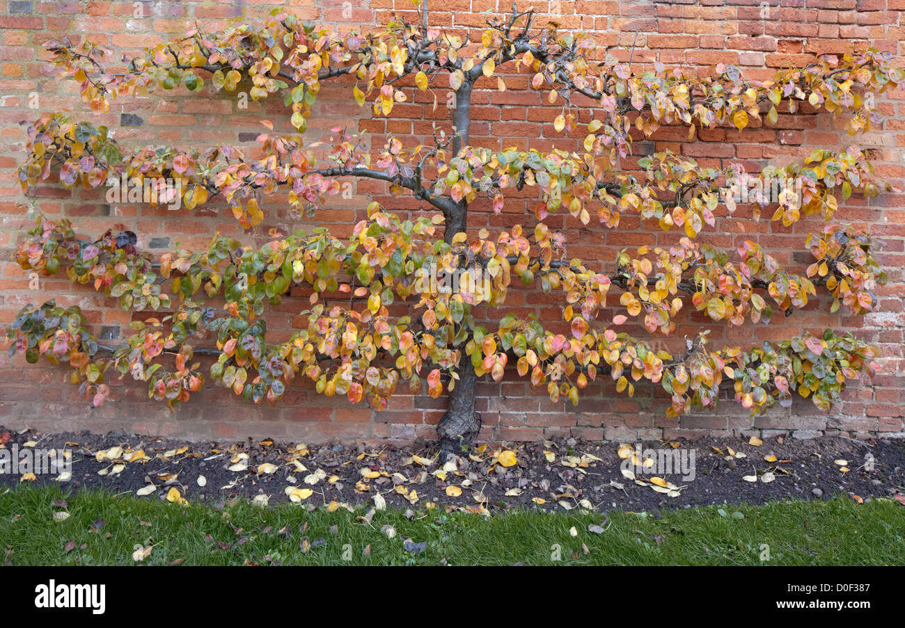 Un apple l'espalier horizontal en automne, England, UK Banque D'Images