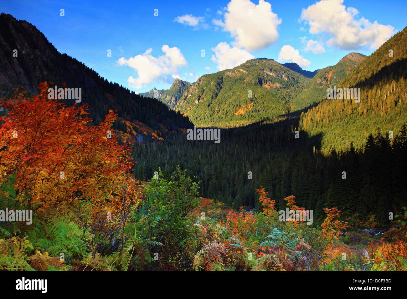 La couleur de l'automne le long sentier du col de Mont Headlee Baker-Snoqualmie National Forest. Banque D'Images