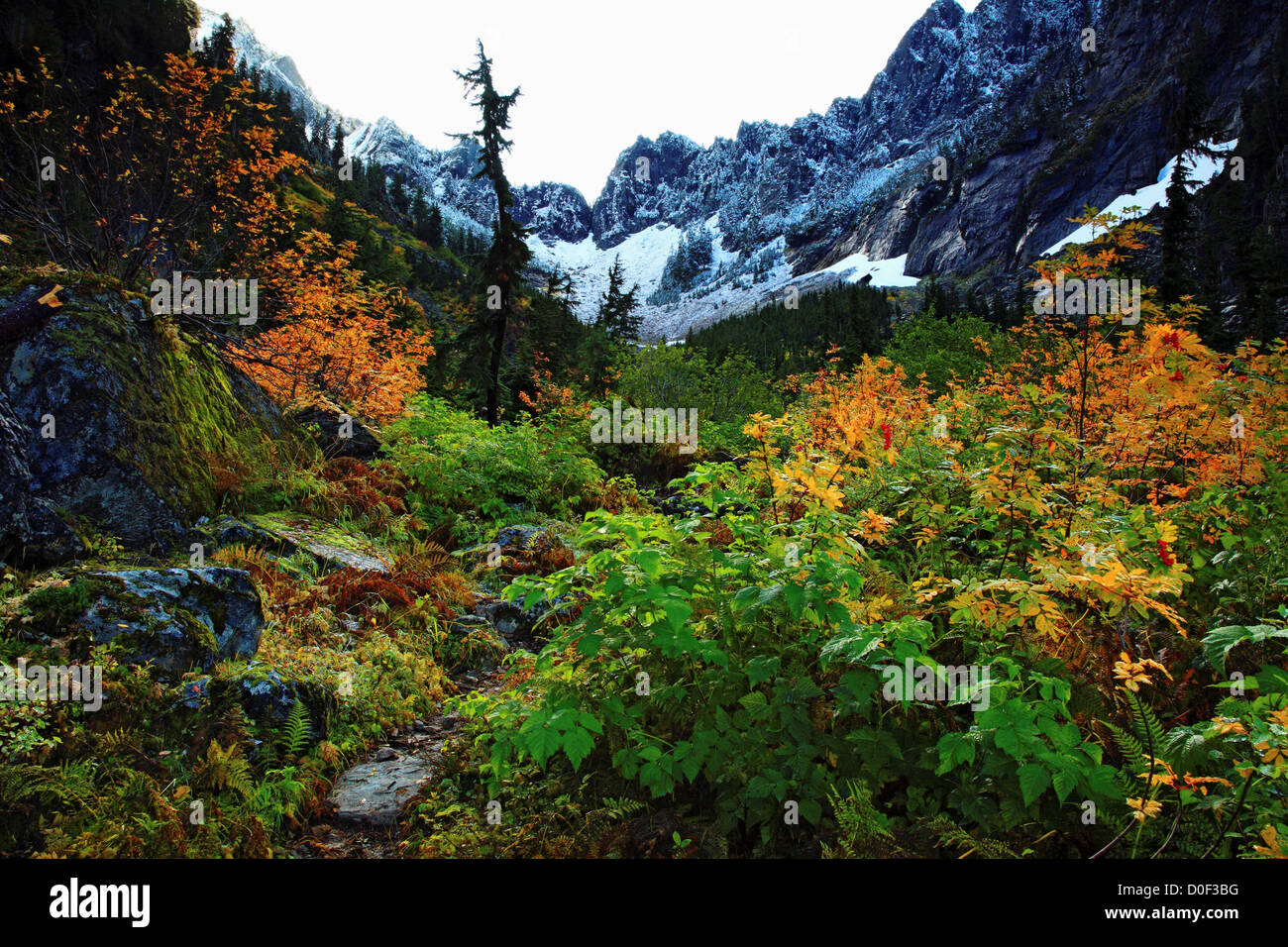 La couleur de l'automne le long du sentier Col Headlee et Wirtz, bassin. Banque D'Images