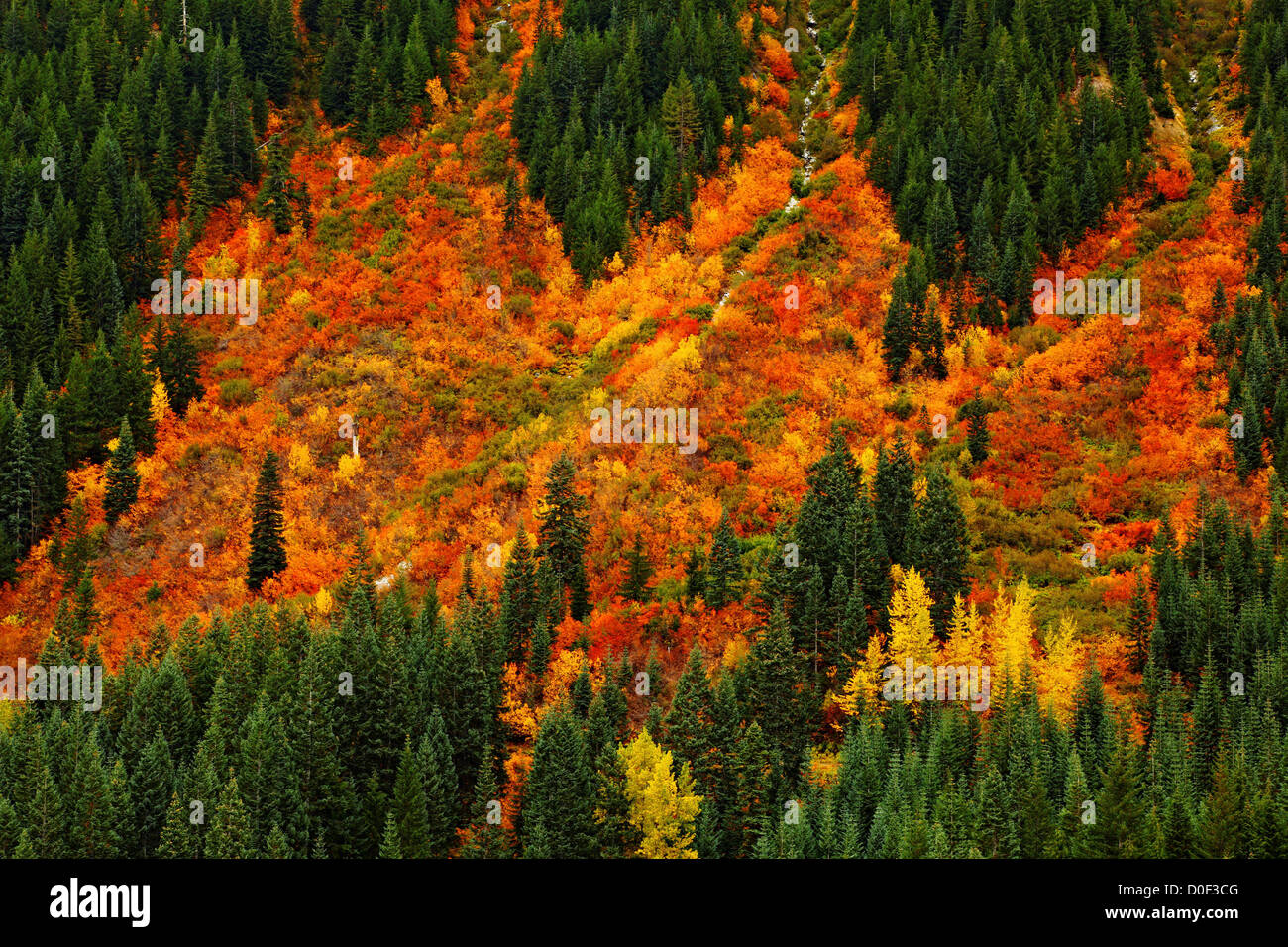 La couleur de l'automne vue de Stevens Pass. Banque D'Images