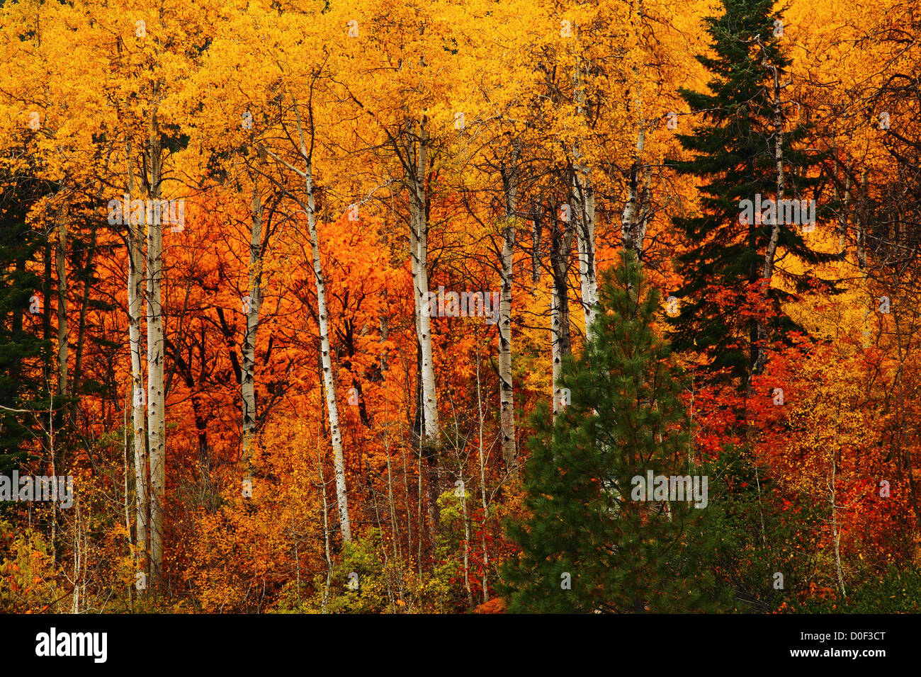 Les trembles lumineux montrant la couleur de l'automne. Banque D'Images