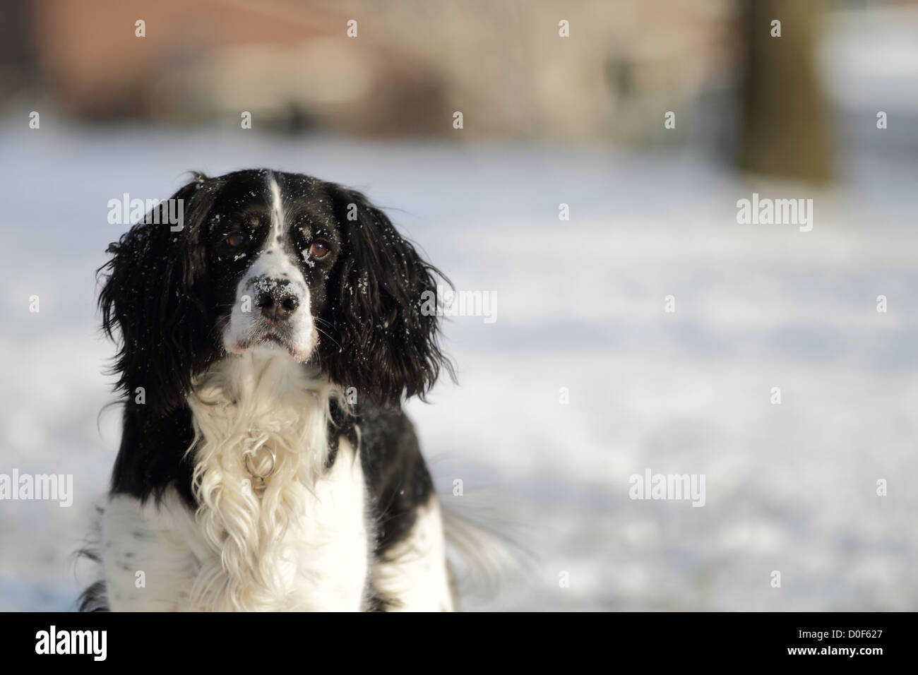 Un Chien De Chasse Noir Et Blanc English Springer Spaniel