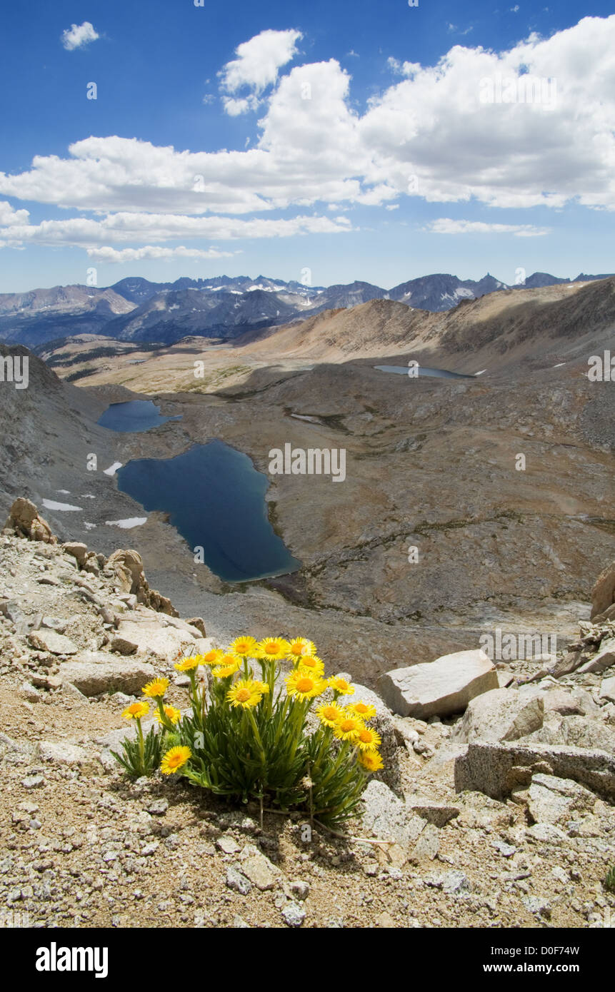 Hulsea algida alpin ou jaune d'or fleurs sauvages sur la haute montagne sur le lac Banque D'Images