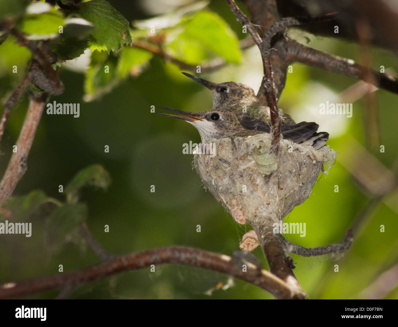 Deux oiseaux-mouches assis sur un petit nid de colibri fait de lichens et d'araignées Banque D'Images