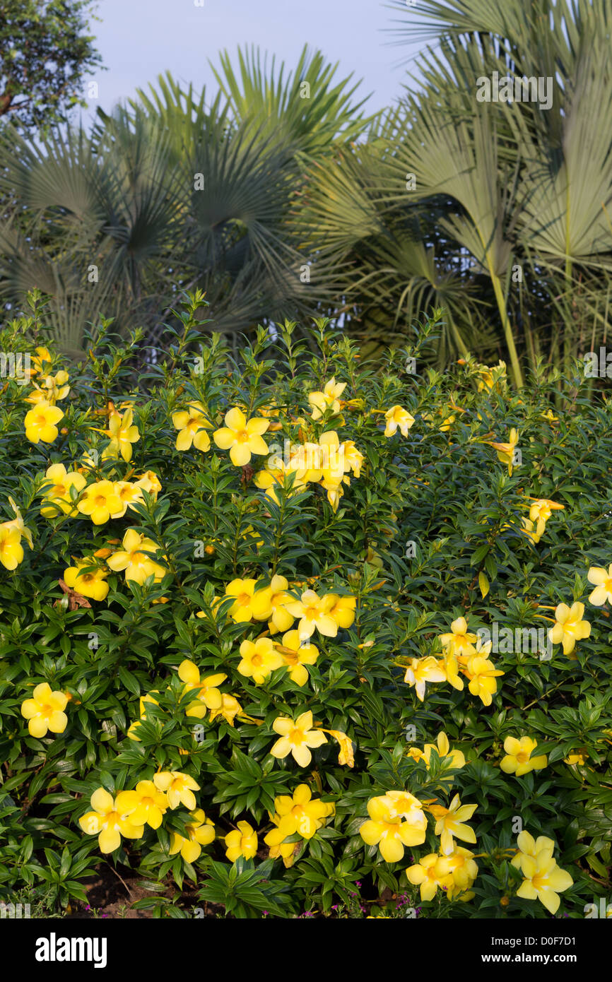Allamanda jaune fleurs dans le jardin public. Banque D'Images