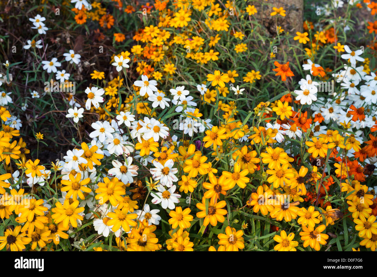 Différentes couleurs de fleurs cosmos dans le Jardin Terrain Photo Stock -  Alamy