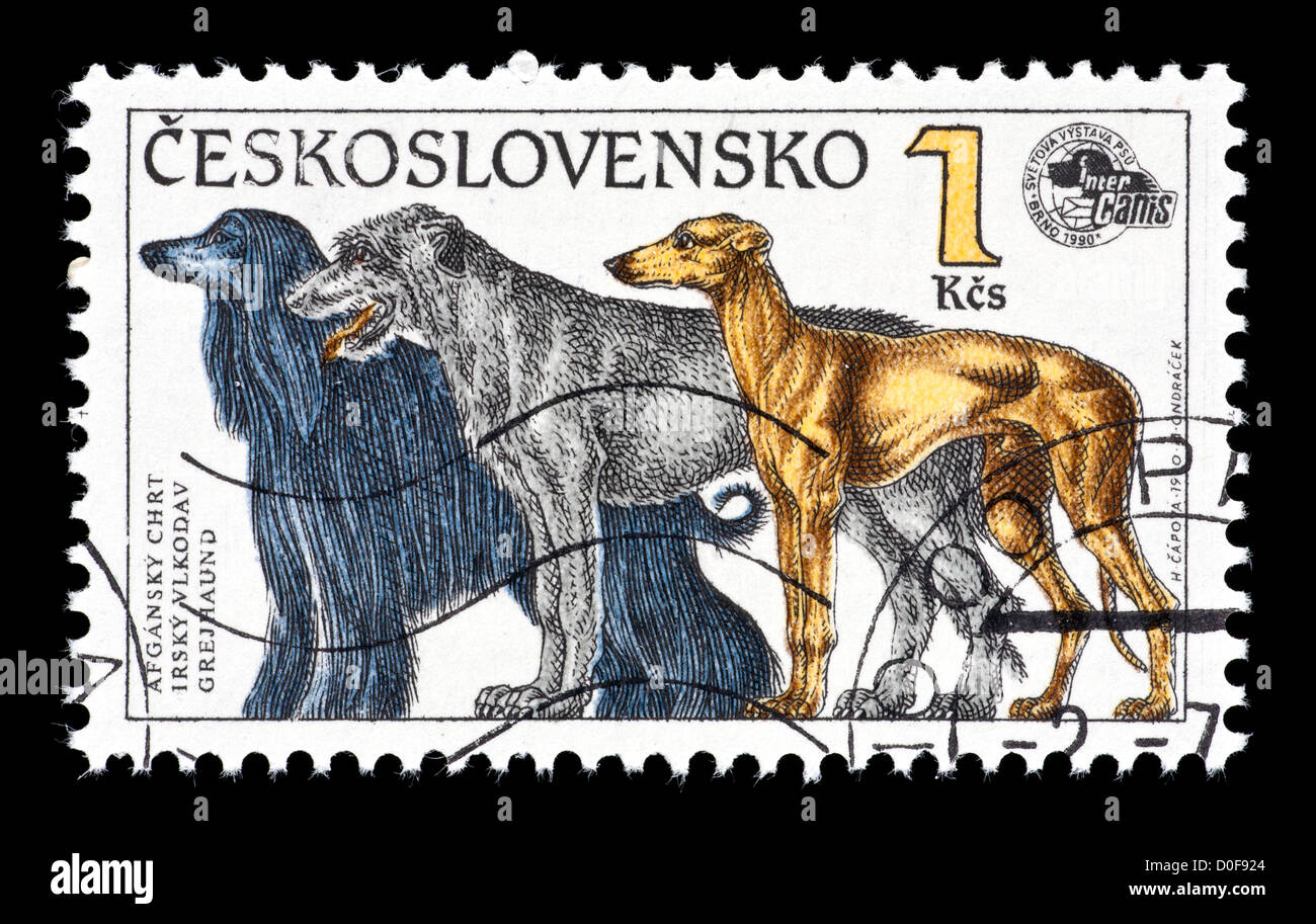 Timbre-poste de Cechoslovakia illustrant différents chiens (lévrier afghan, lévrier irlandais, lévrier) Banque D'Images