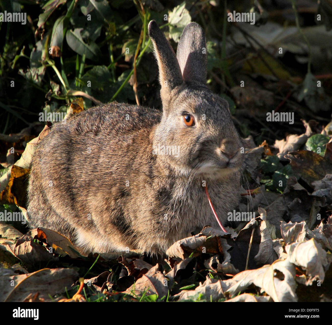 Portrait en gros plan d'un lapin sauvage posant parmi les feuilles d'automne avec le soleil attraper son oeil Banque D'Images