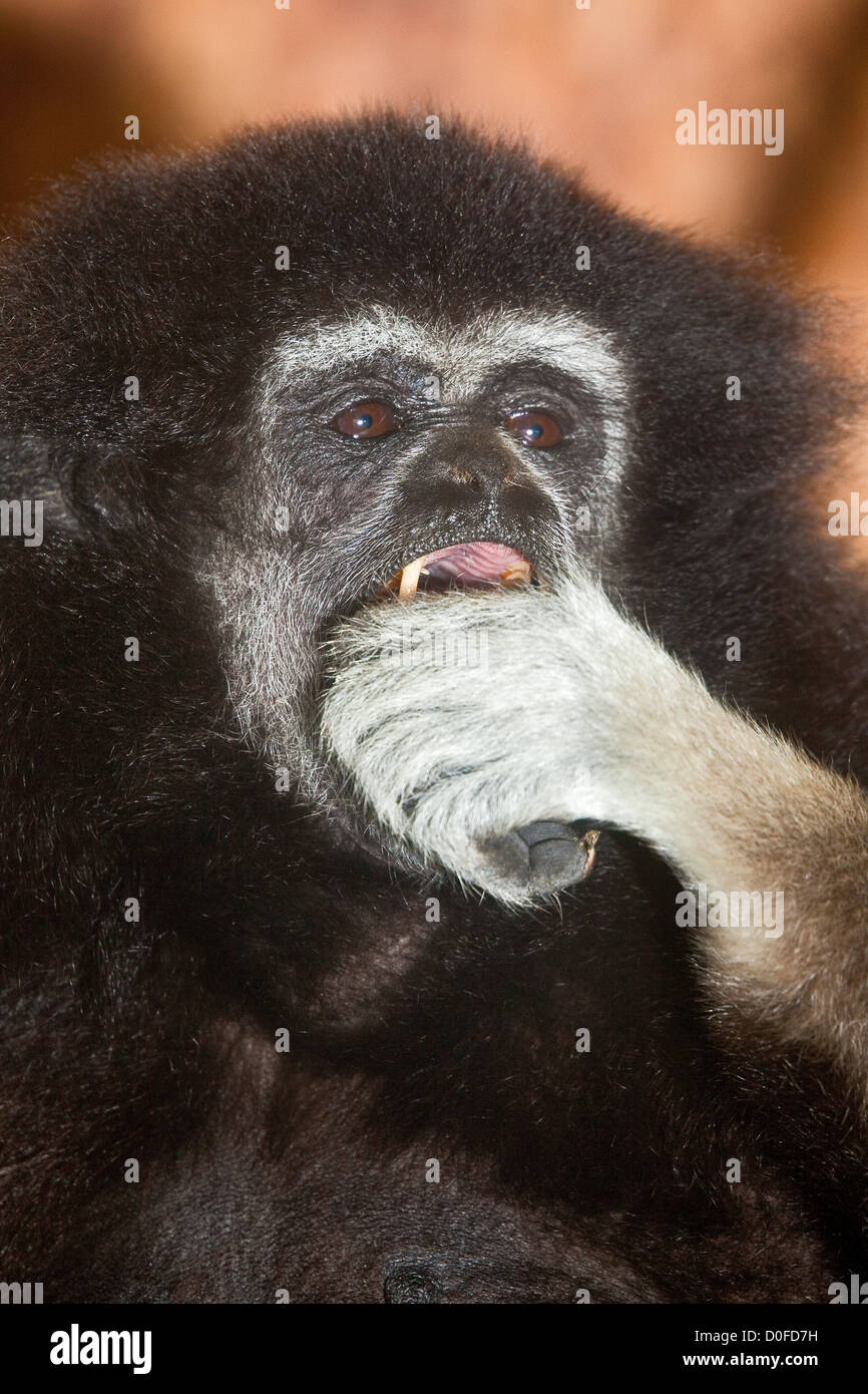 Les mains blanches ou gibbons (Hylobates lar) Banque D'Images