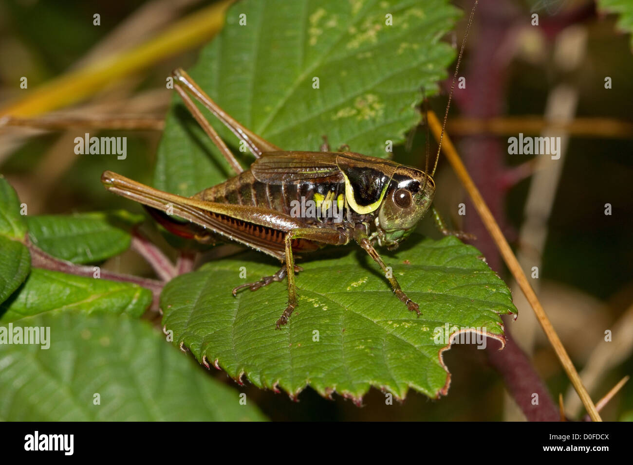 Roesel mâle's Bush-cricket (Metrioptera roeselii) Banque D'Images