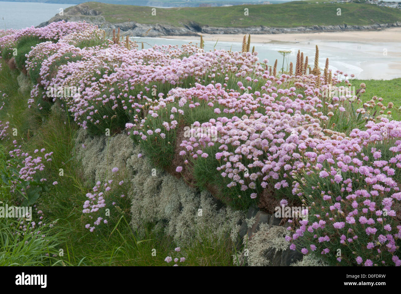 (Thrift Armeria maritima) sur le vieux mur de pierre près de falaise au-dessus de Crantock Beach. Newquay, Cornwall, UK. De juin. Banque D'Images