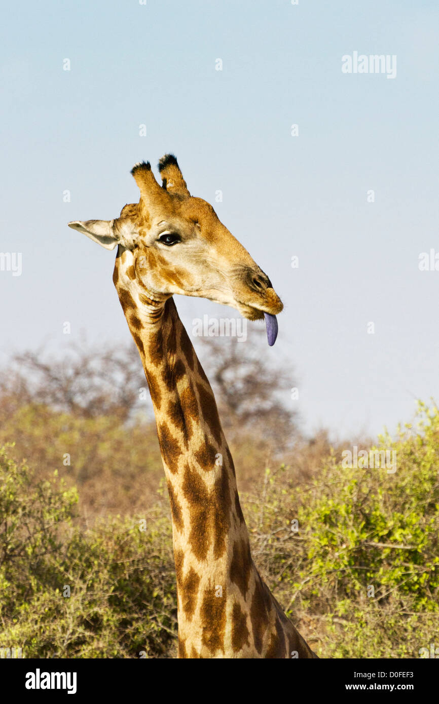 Girafe sticking out tongue violet Banque D'Images