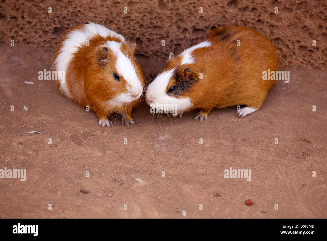 Deux Cavia renifler chaque autres Banque D'Images