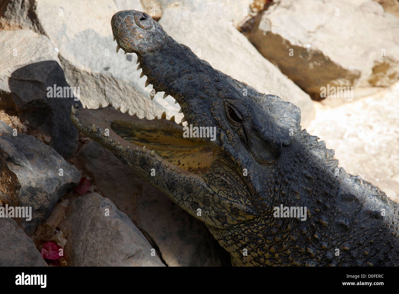 Portrait d'un crocodile d'Amérique du Sud avec la bouche ouverte Banque D'Images