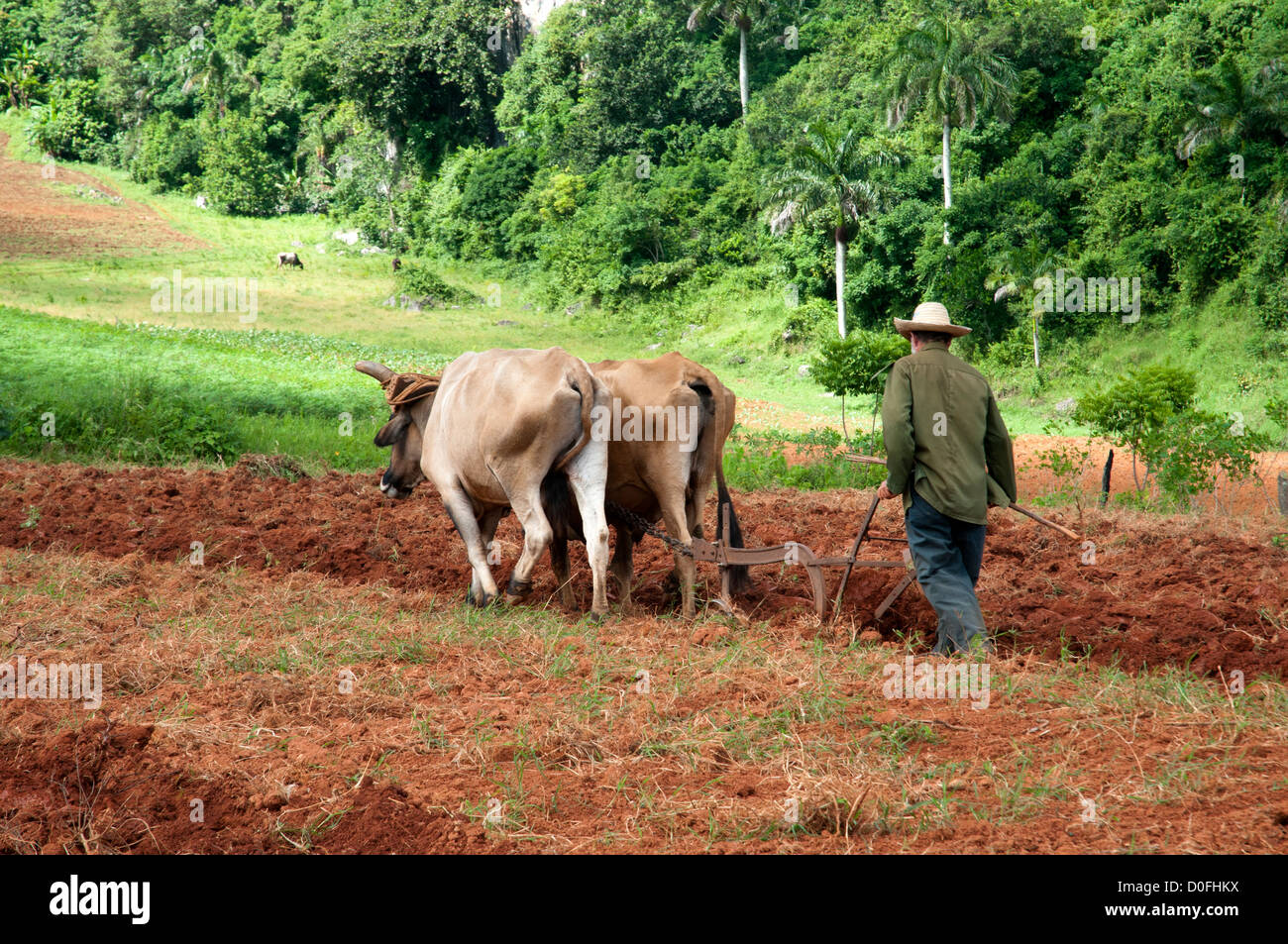 Un agriculteur cubain travaillant dans son pays Banque D'Images