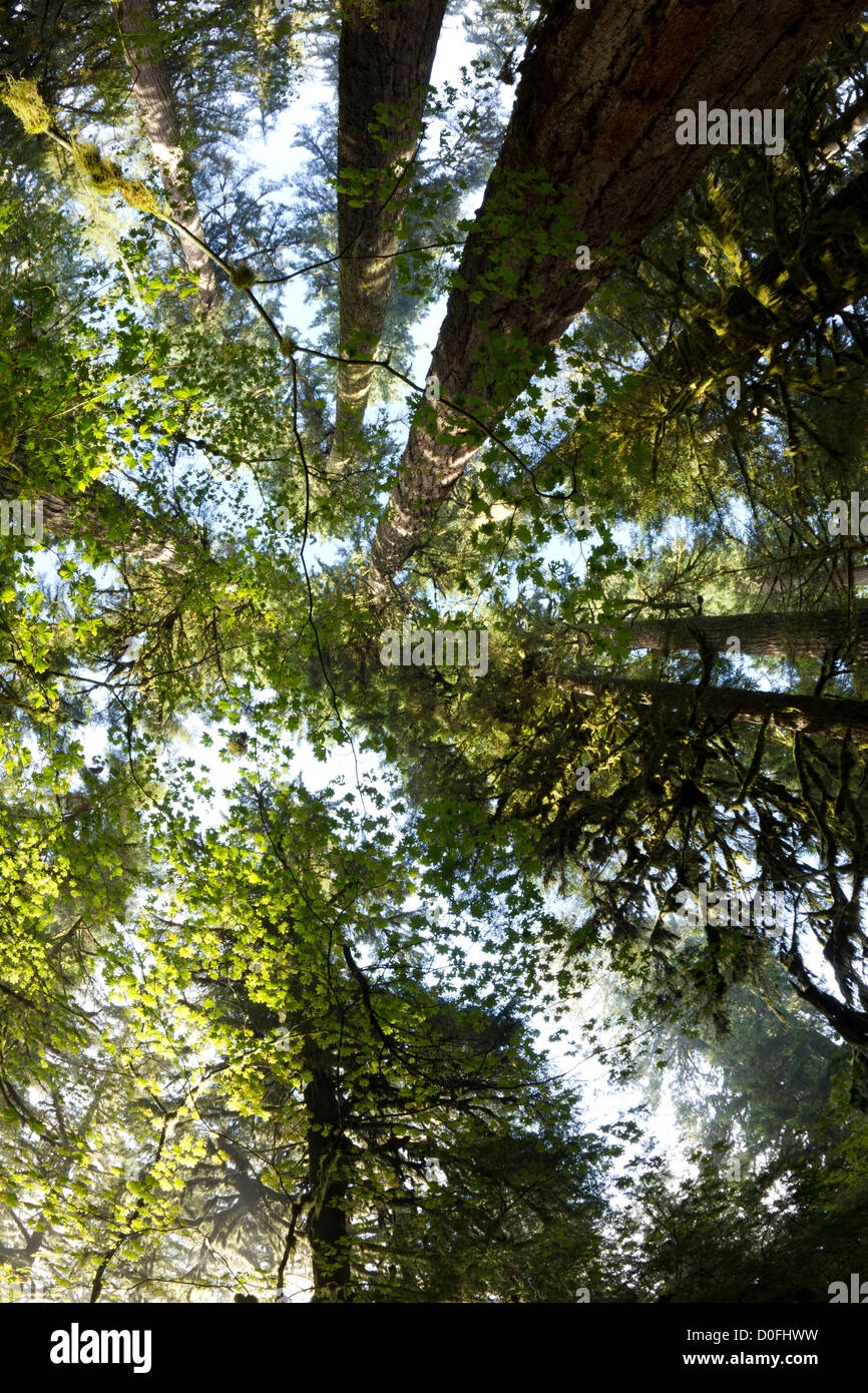 Sapins majestueux, l'ombre de la piste de sentinelles, Mt Baker-Snoqualmie National Forest, Washington Banque D'Images