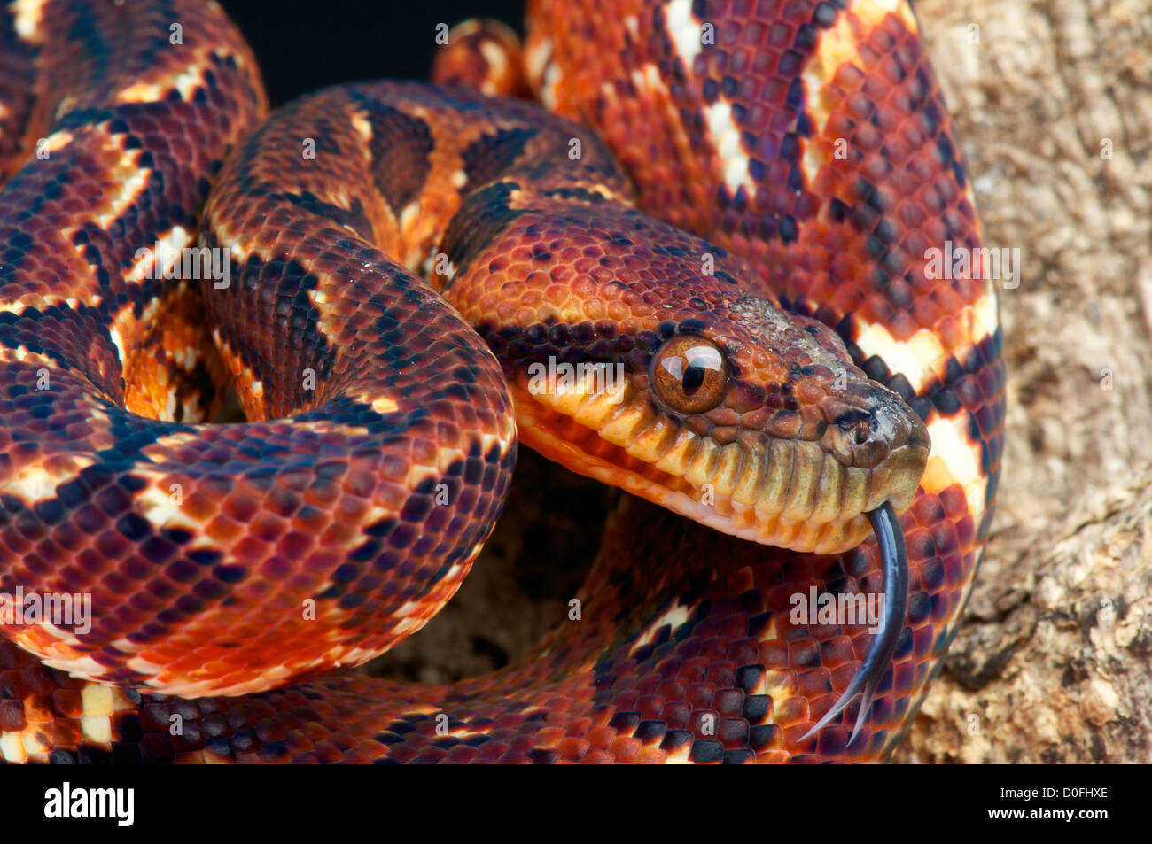 Arbre malgache / Sanzinia madagascariensis boa Banque D'Images