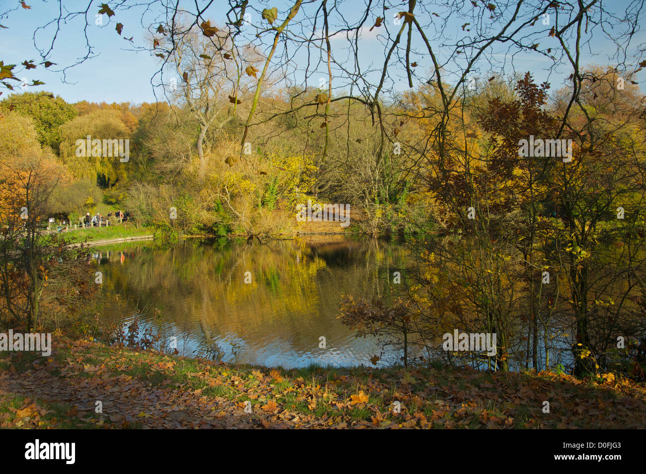 Reflet d'arbre en automne sur un lac Banque D'Images