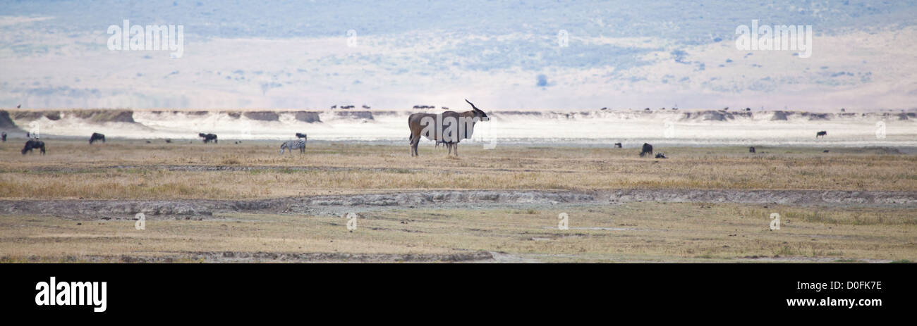 L'Afrique de l'éland antilope la plus importante se trouve dans le cratère du Ngorongoro. Tanzanie Banque D'Images