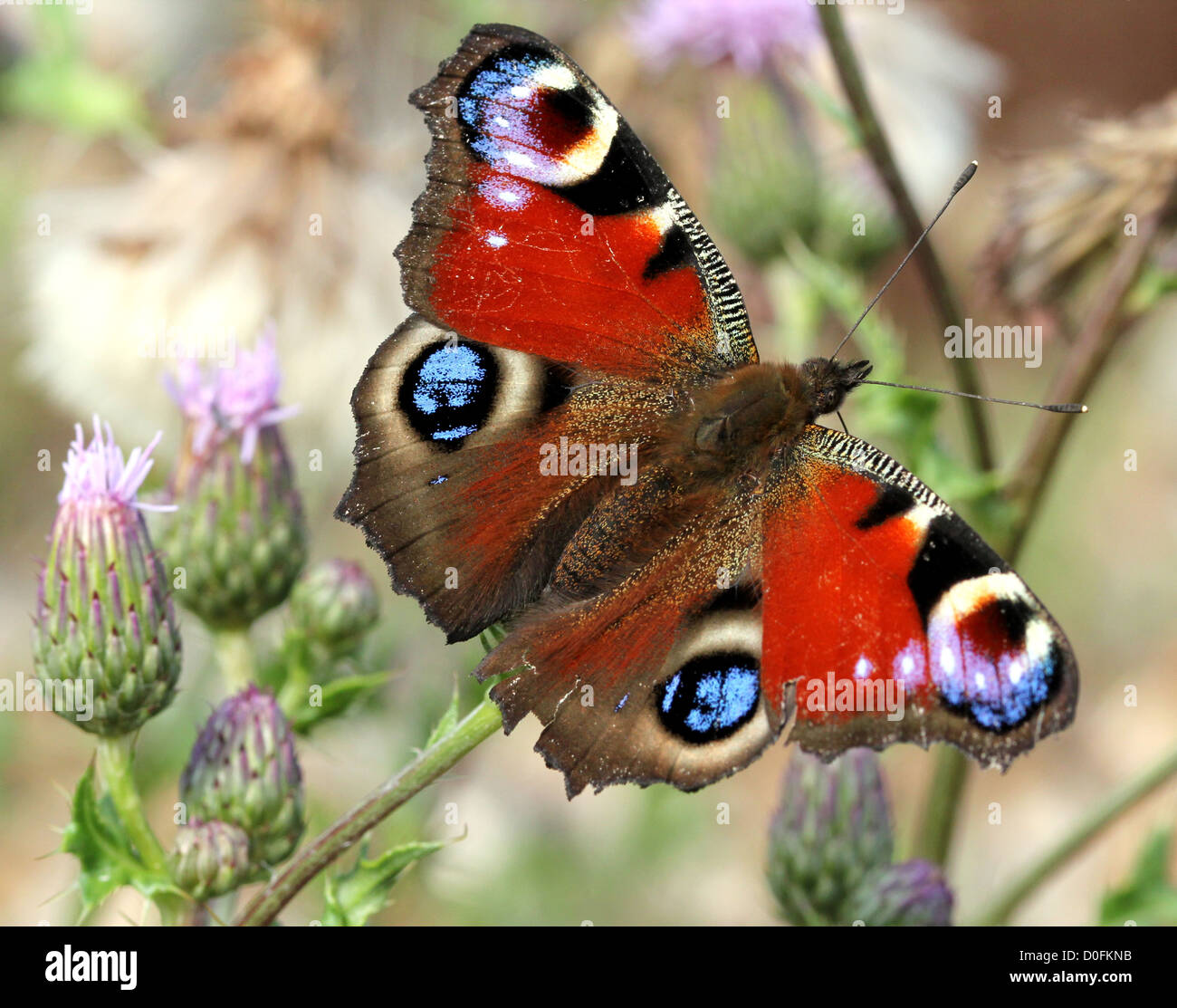 Un papillon paon commun (Inachis Io) posant dans un champ de chardons Banque D'Images