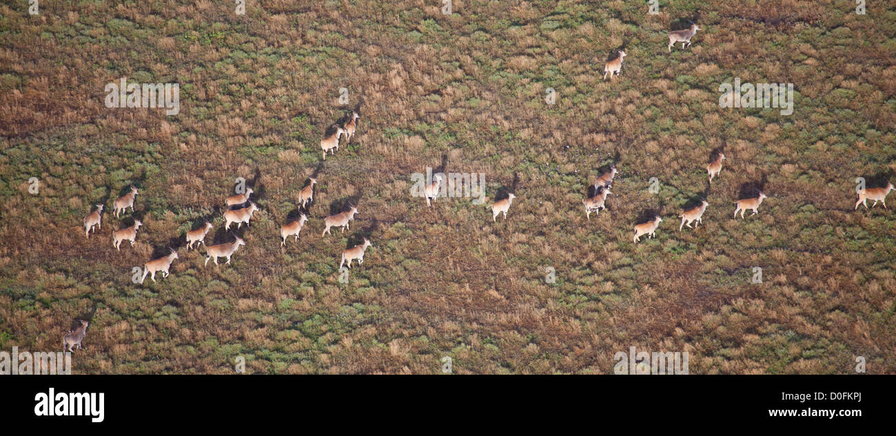 Un troupeau d'élans traverse la savane comme vu à partir d'un ballon à air chaud. Parc national de Serengeti, Tanzanie Banque D'Images