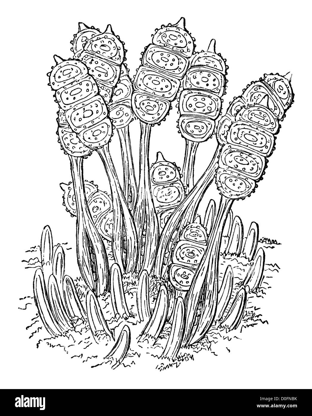 Bramble leaf marque champignons microscopiques maladie des plantes, illustration de livre ancien "Le Naturaliste Playtime' London UK, 1889. Banque D'Images