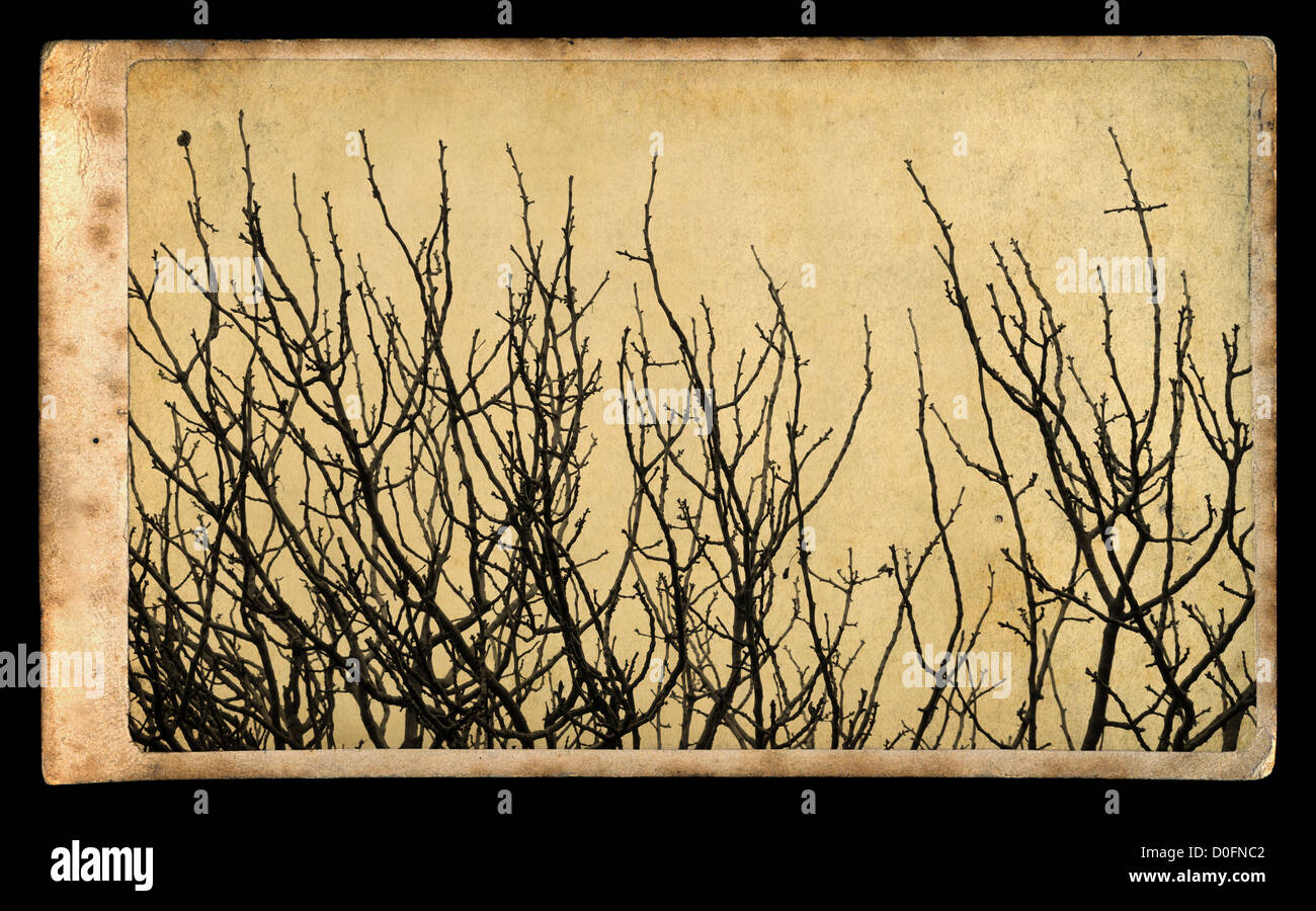 Mobilier de style photographie de branches d'arbre sur papier vintage. Banque D'Images