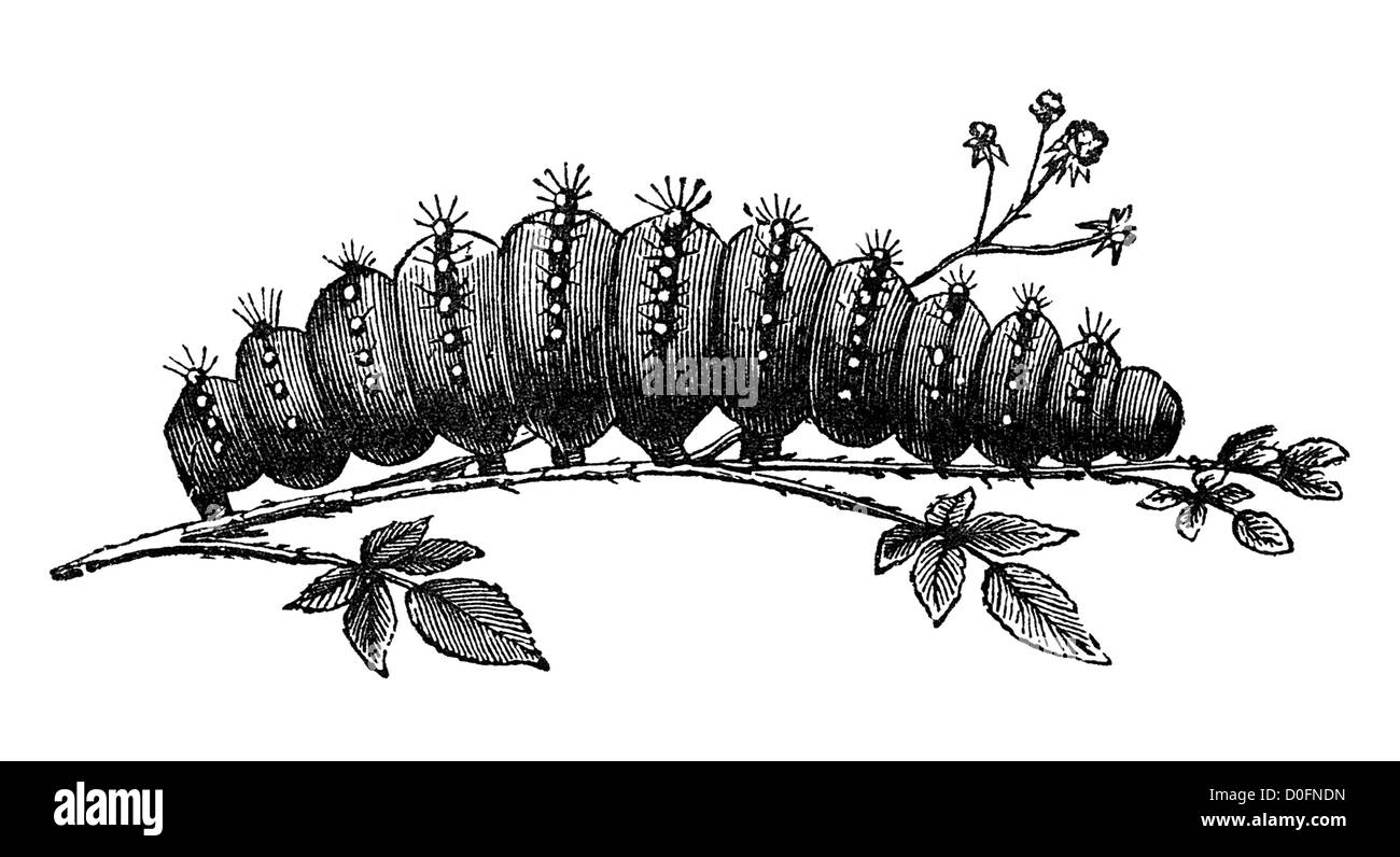 Caterpillar d'empereur moth vintage illustration de livre ancien 'Le jeu' naturaliste par J.E. Taylor, Londres UK, 1889 Banque D'Images