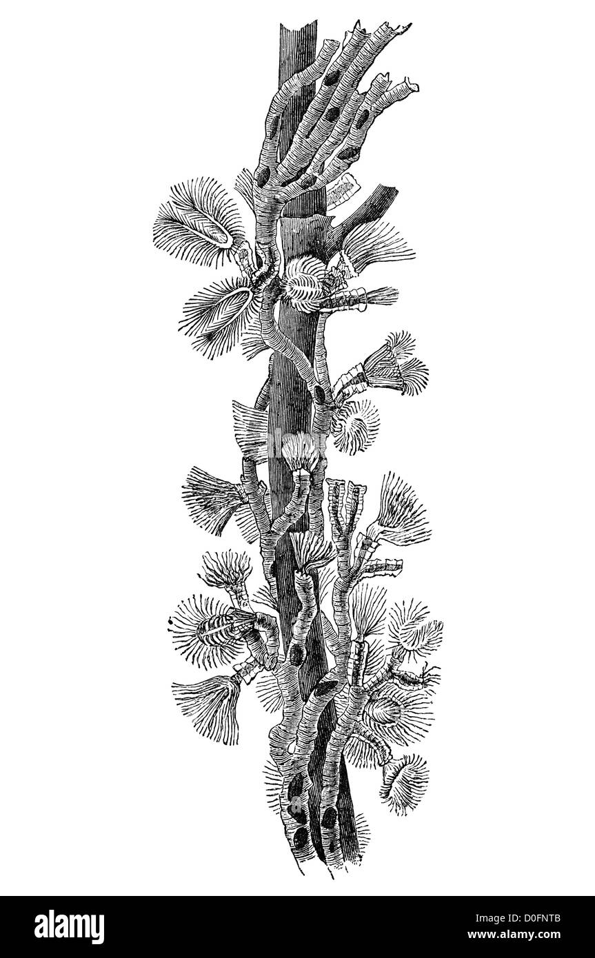Les invertébrés aquatiques microscopiques Plumatella colonie animale illustration de 'l'autonomie' naturaliste , , Londres UK, 1889. Banque D'Images