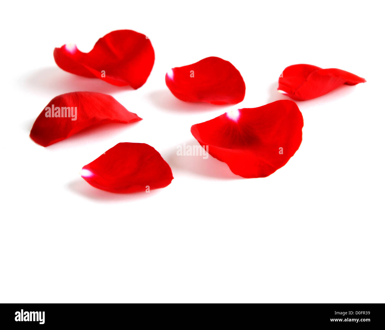 Pétales de rose rouge et blanc sur Banque D'Images