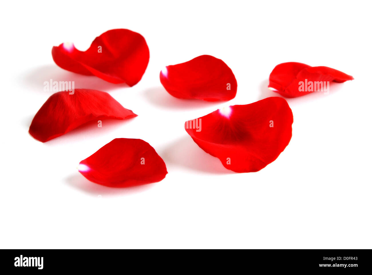 Pétales de rose rouge et blanc sur Banque D'Images