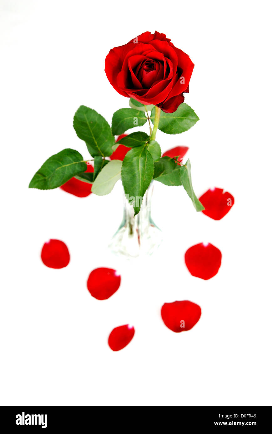 Pétales de rose rouge et blanc sur Banque D'Images