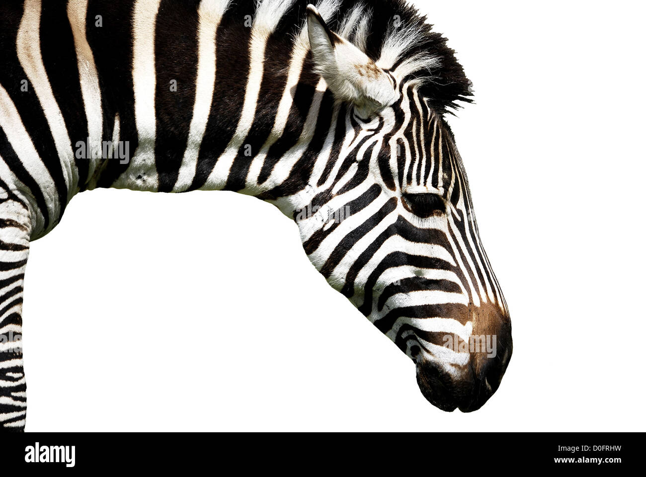 Zebra isolated on white Banque D'Images