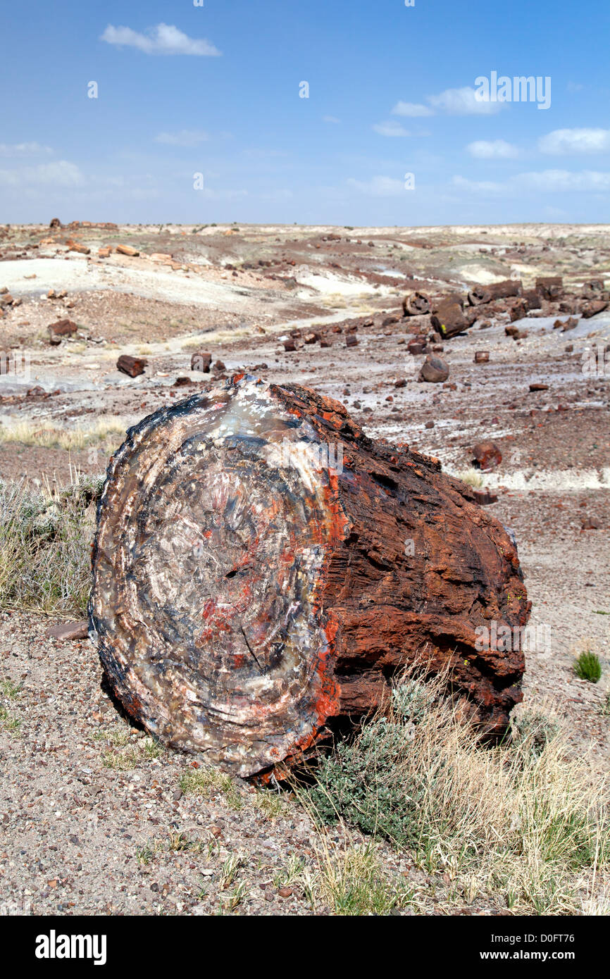 La section d'un arbre pétrifié à Petrified Forest National Park en Arizona. Banque D'Images