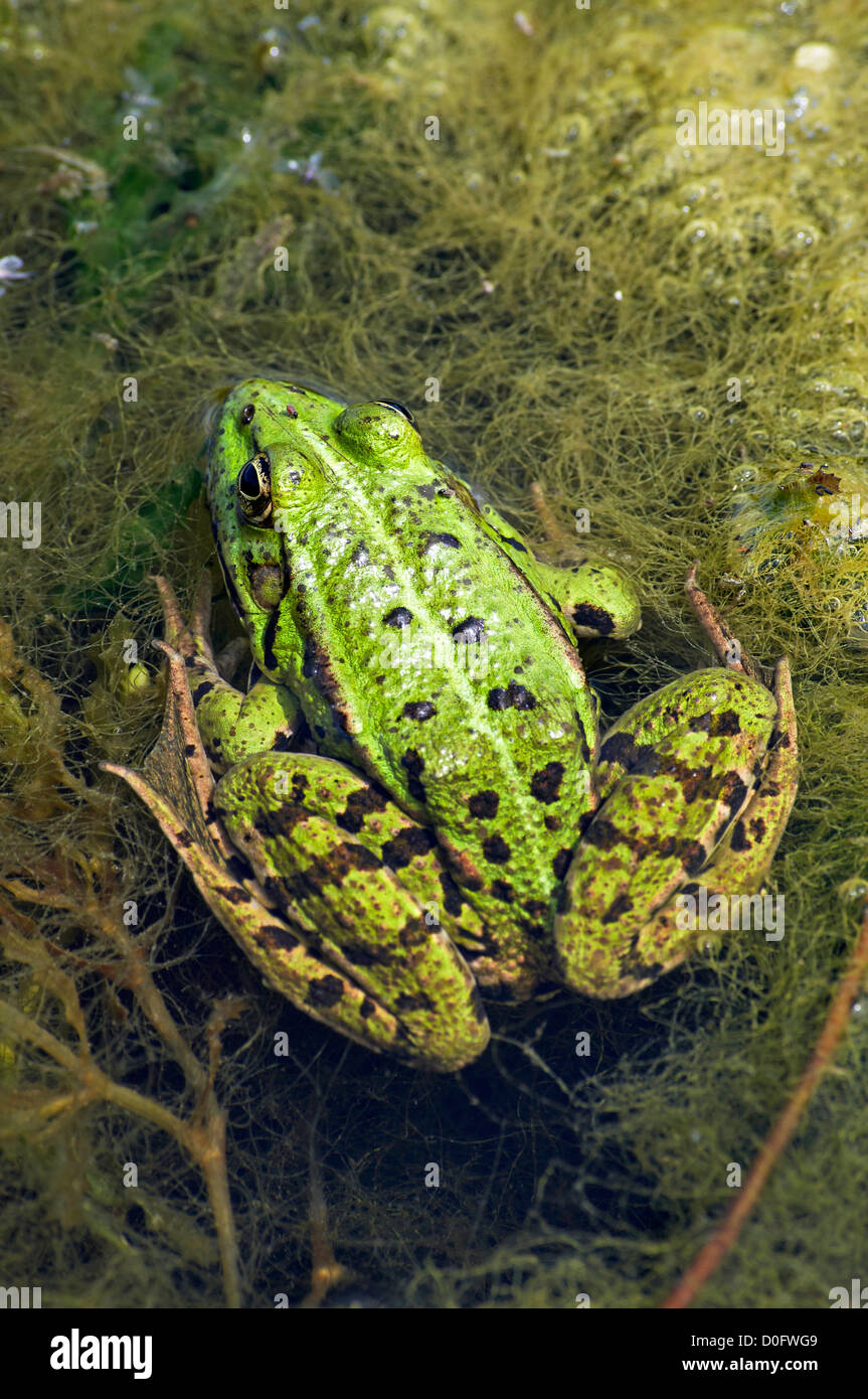 Grenouille comestible dans swamp Banque D'Images